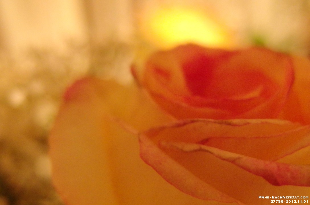 37759Cr - Beth's roses